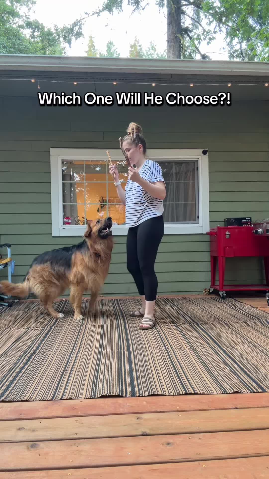 @lifewithgoldenshepherds