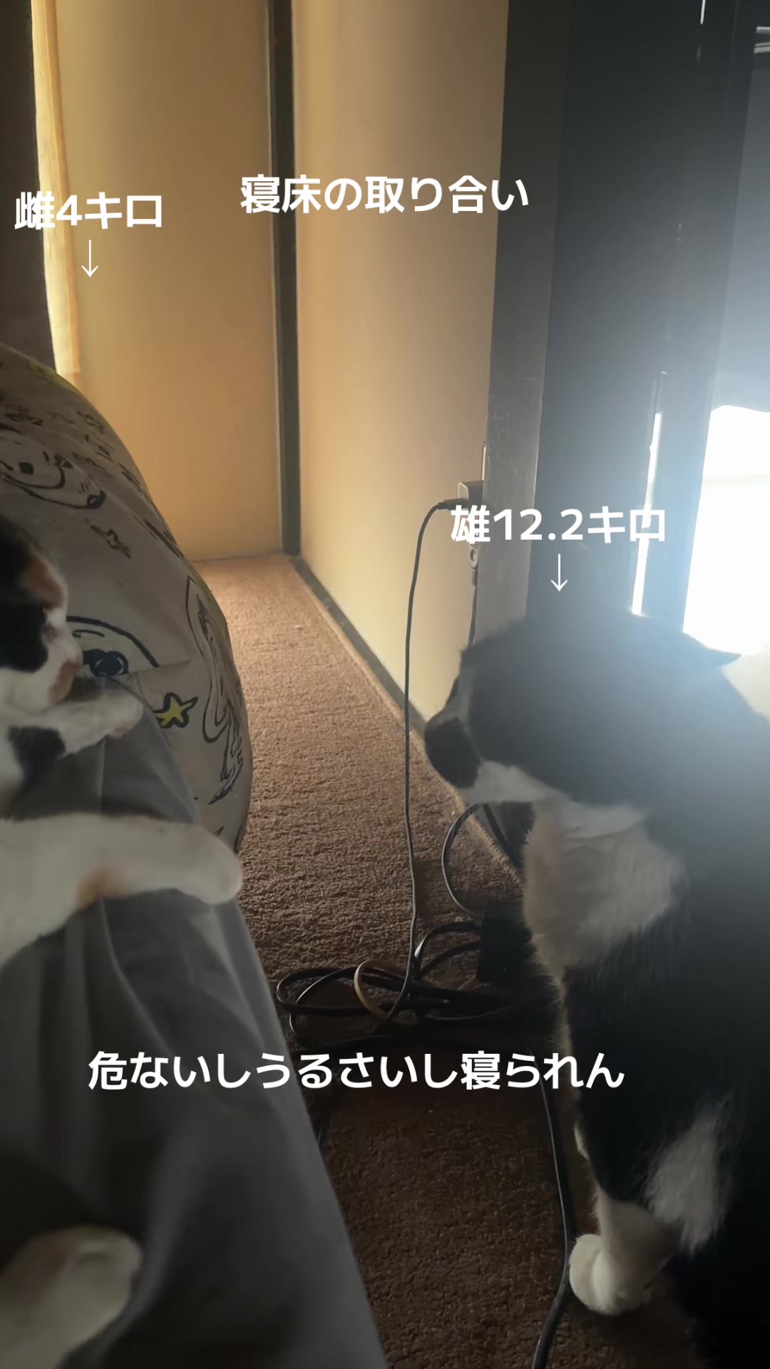 @rokusuke
