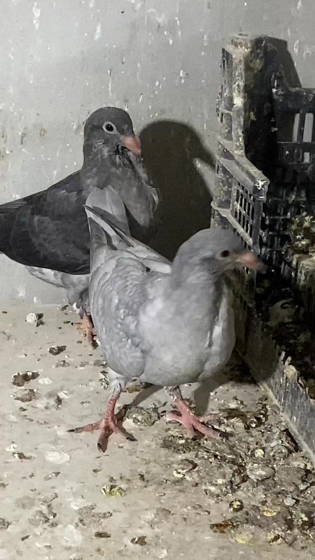 @🔥KAROCU KARDEŞLER 🔥