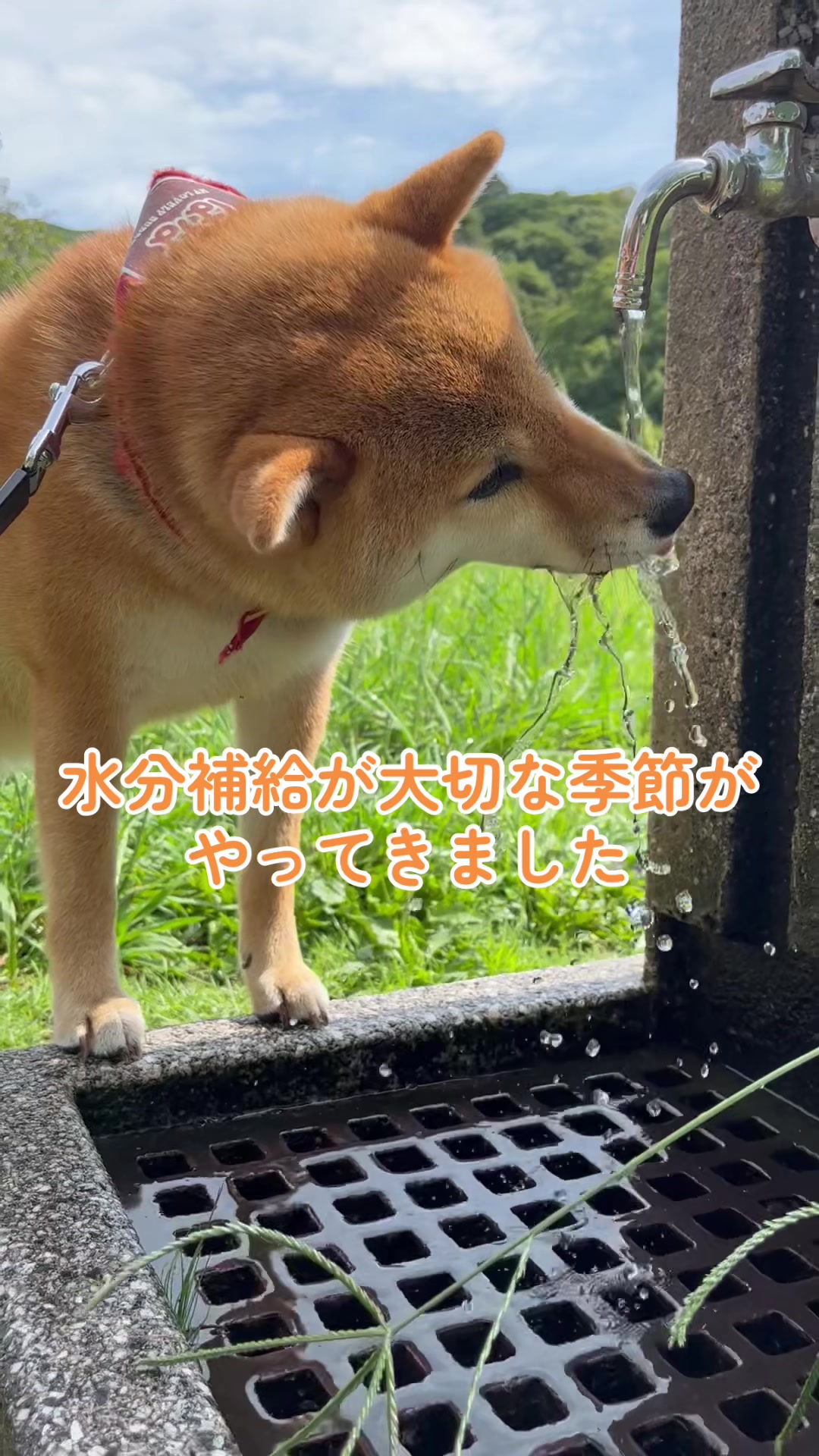 @æŽç¬ã¯ãªðŸ