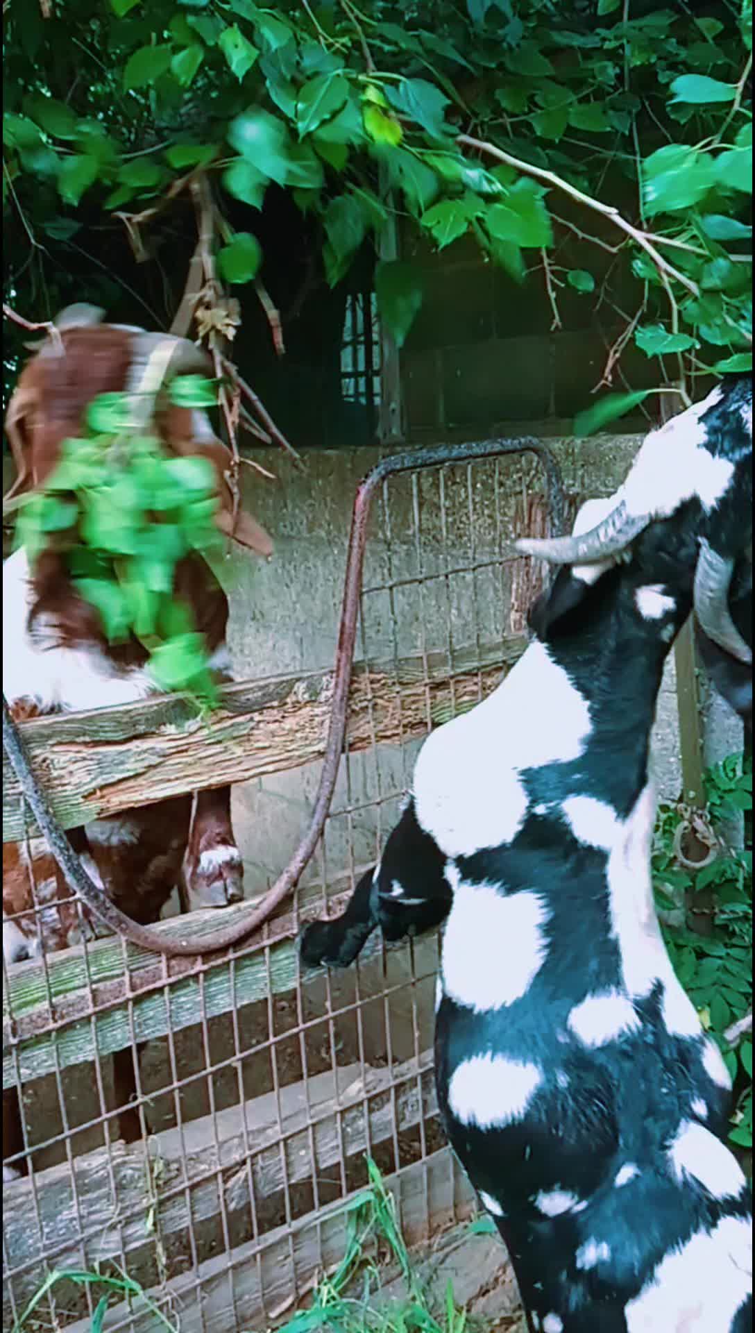 @Kinohi Poultry/ JCK Boer Goats