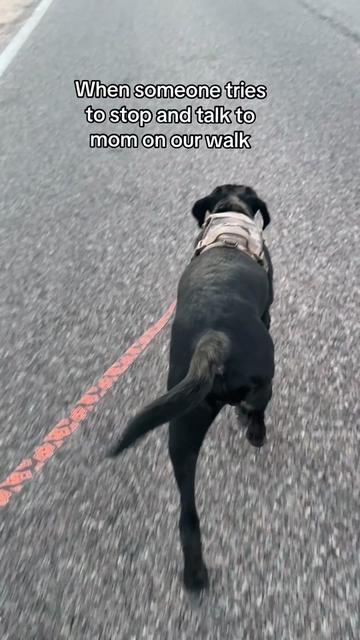 @TheadventuresofBronx&Boone