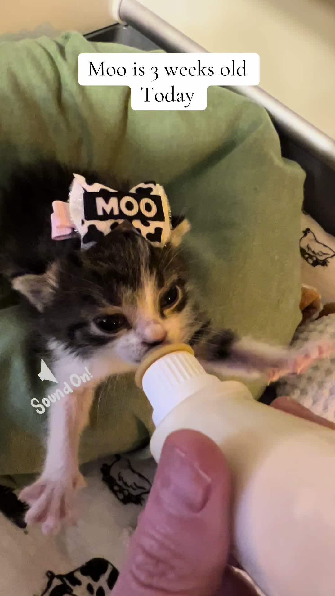 @Kitten.mama
