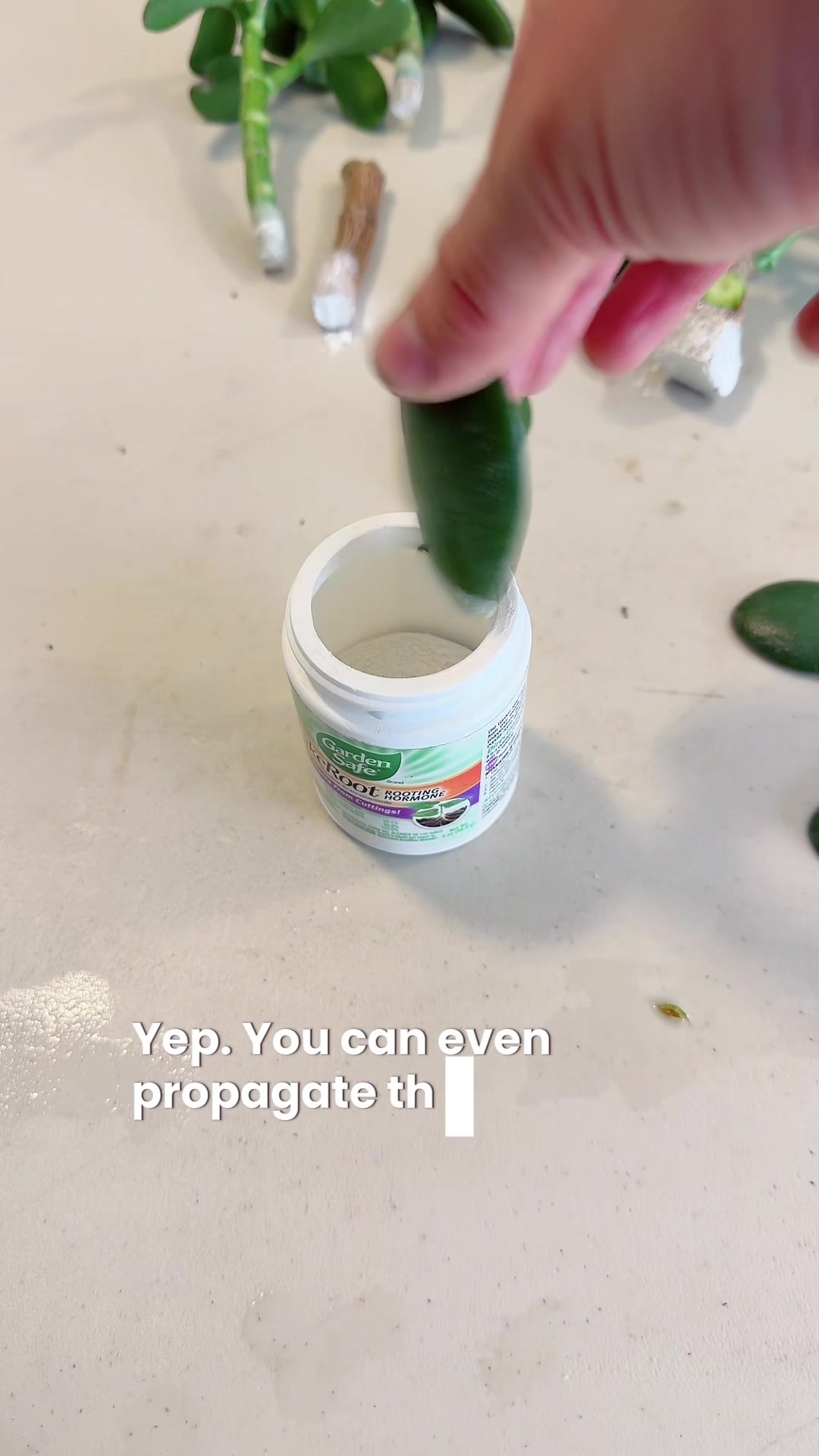 @Liv Floral