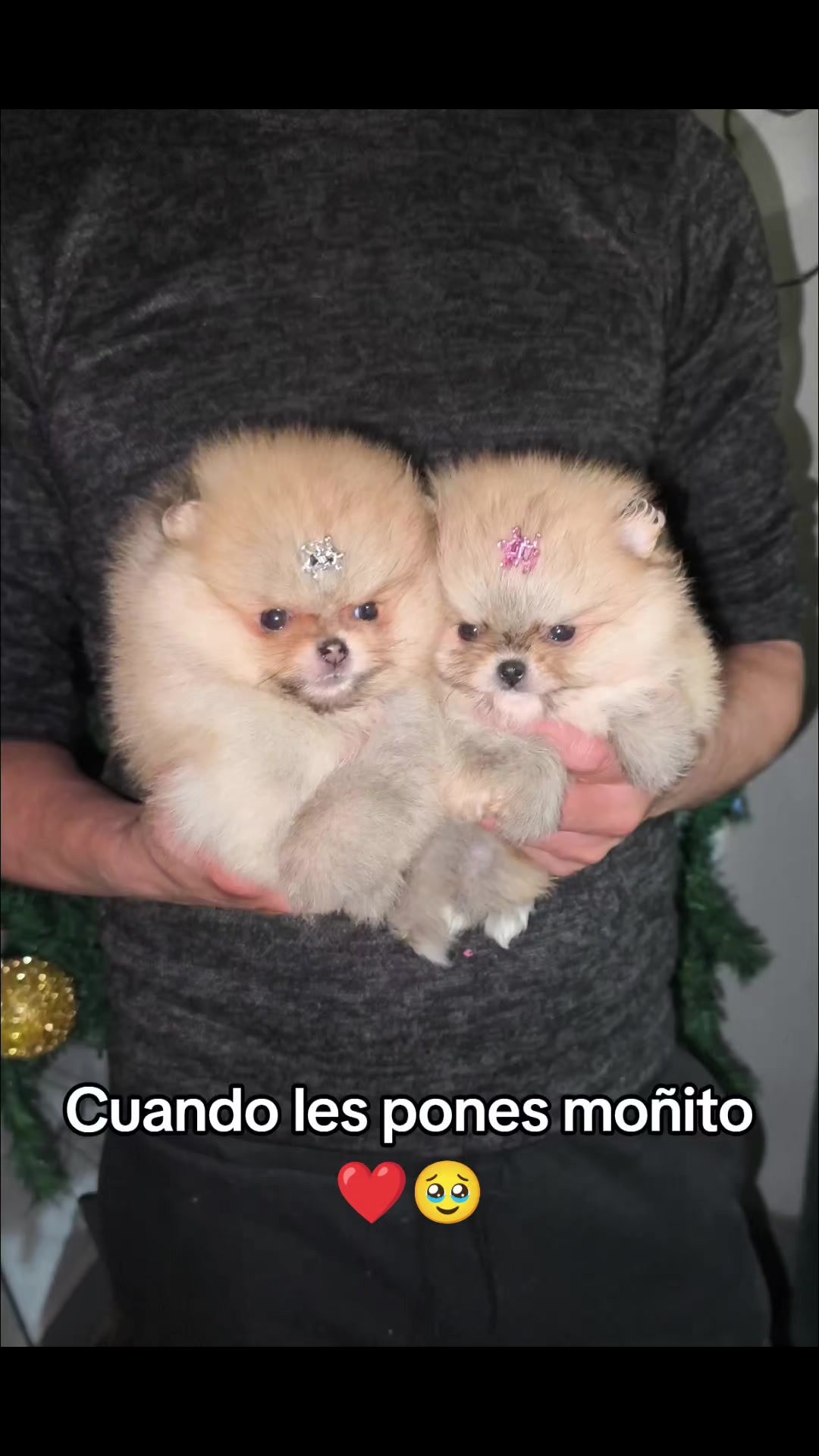 @Pomerania chile