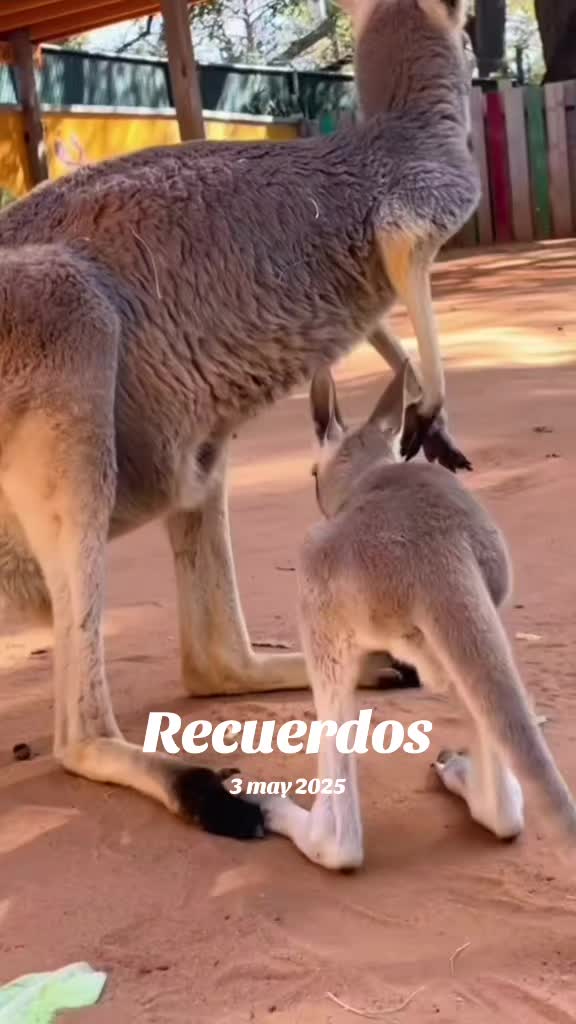 @Mundo Animal