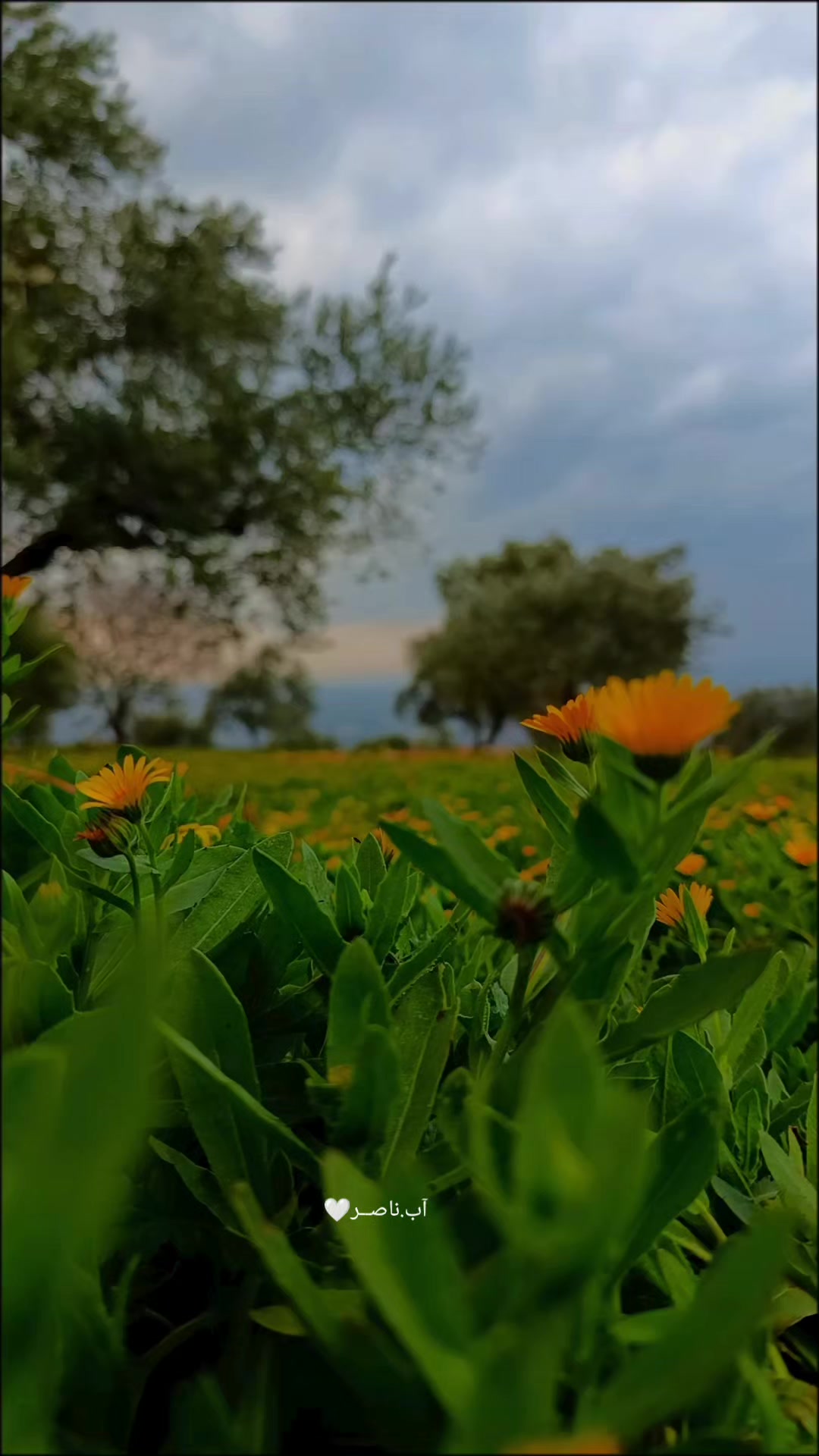 @𓆩𝐉𓆪