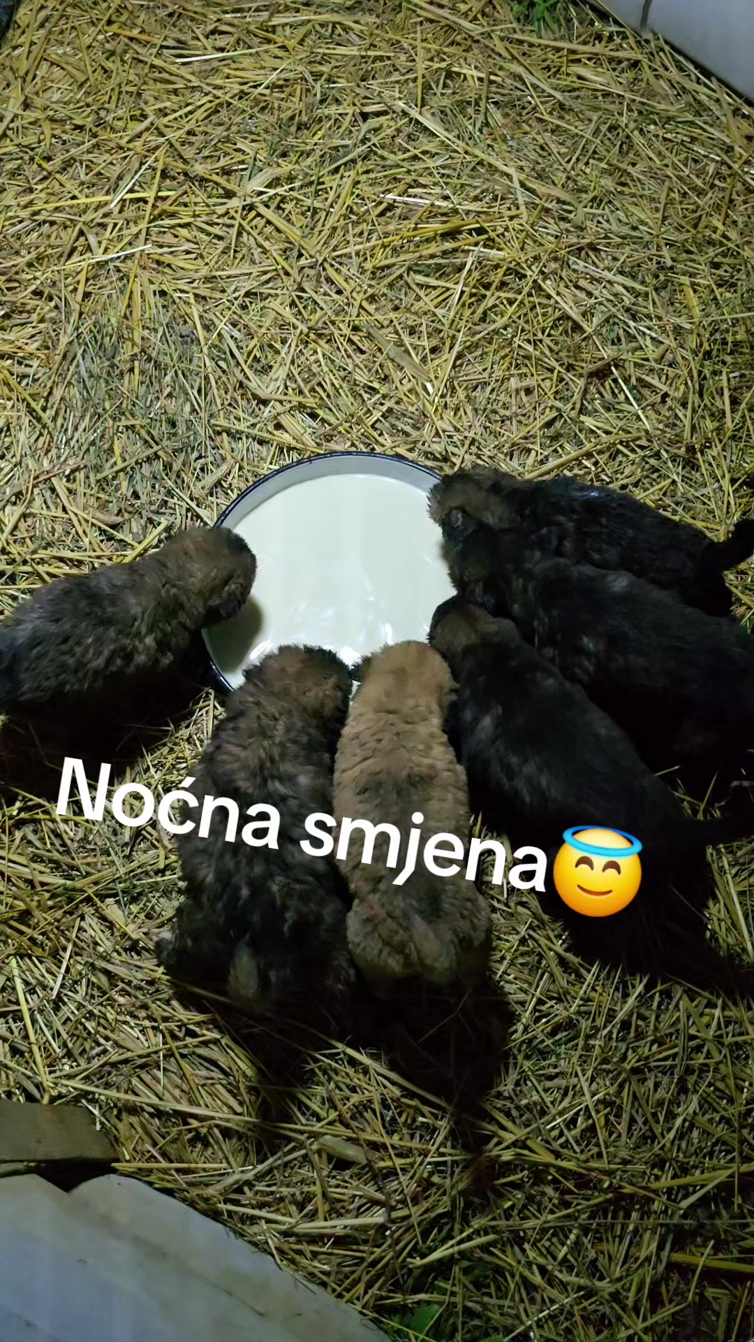 @Thedoogfather