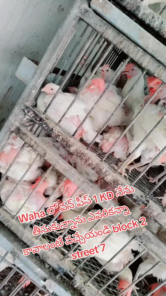 @💞నేను.మీ.రాజమండ్రి.అబ్బాయి 💞