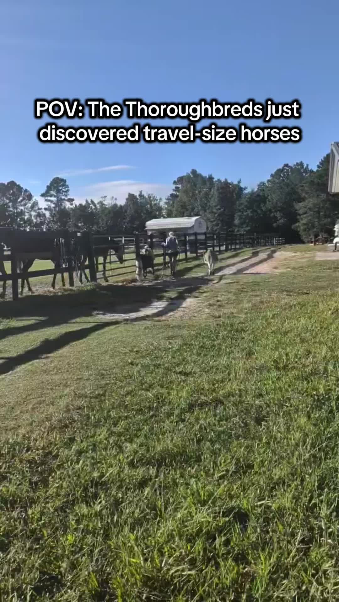 @Lacy & Shooter the OTTB
