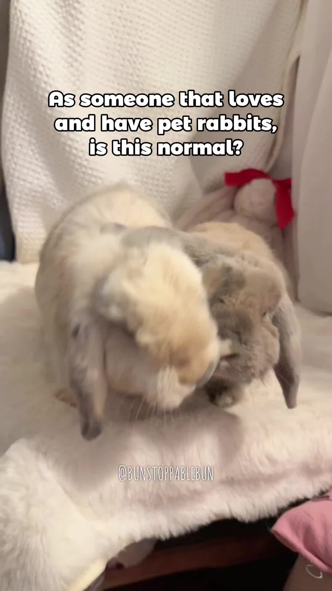 @BunBun, Mochi🌈, Chewy