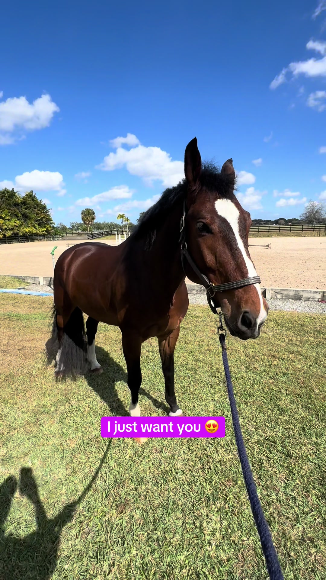 @ckponies