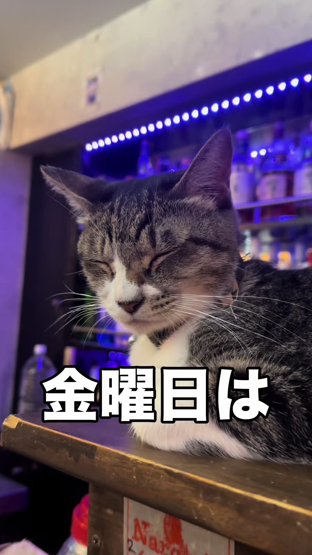 @Cats in the Box.