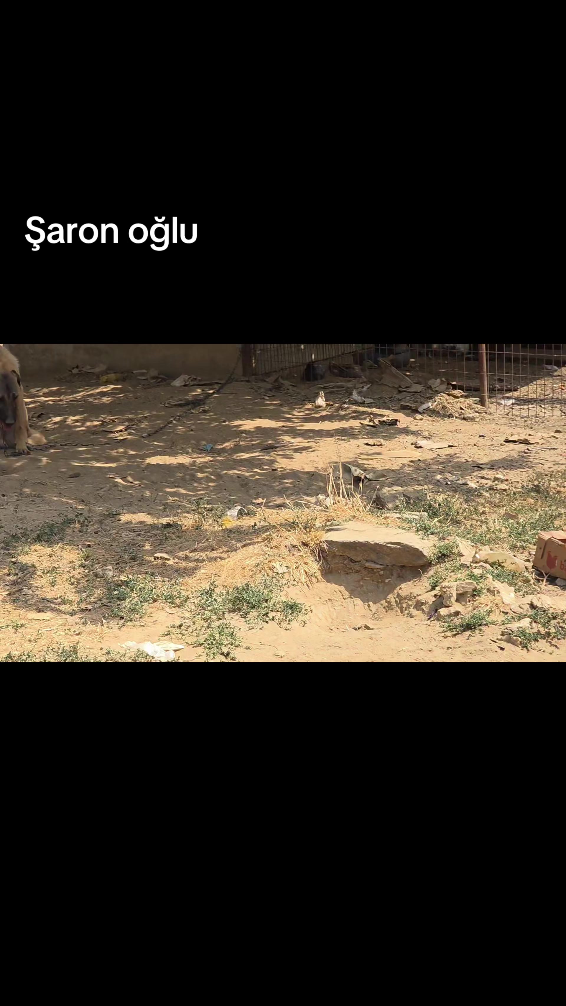 @Okan Aksoy