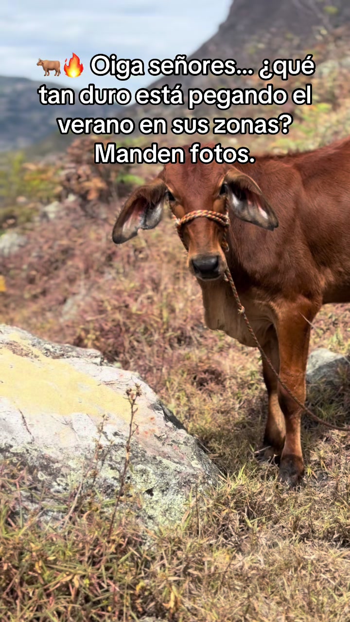 @MiGanado-Boyacá