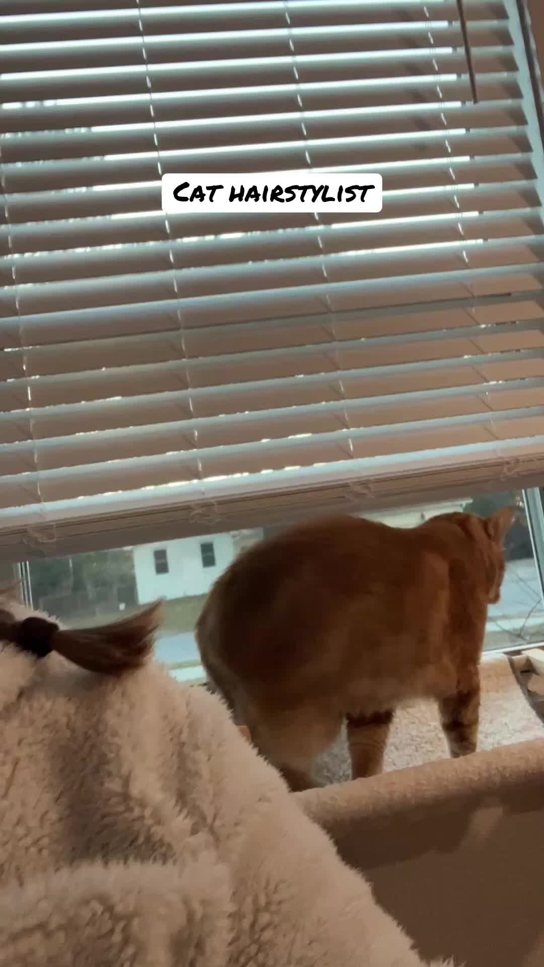 @parkcirclepetconcierge