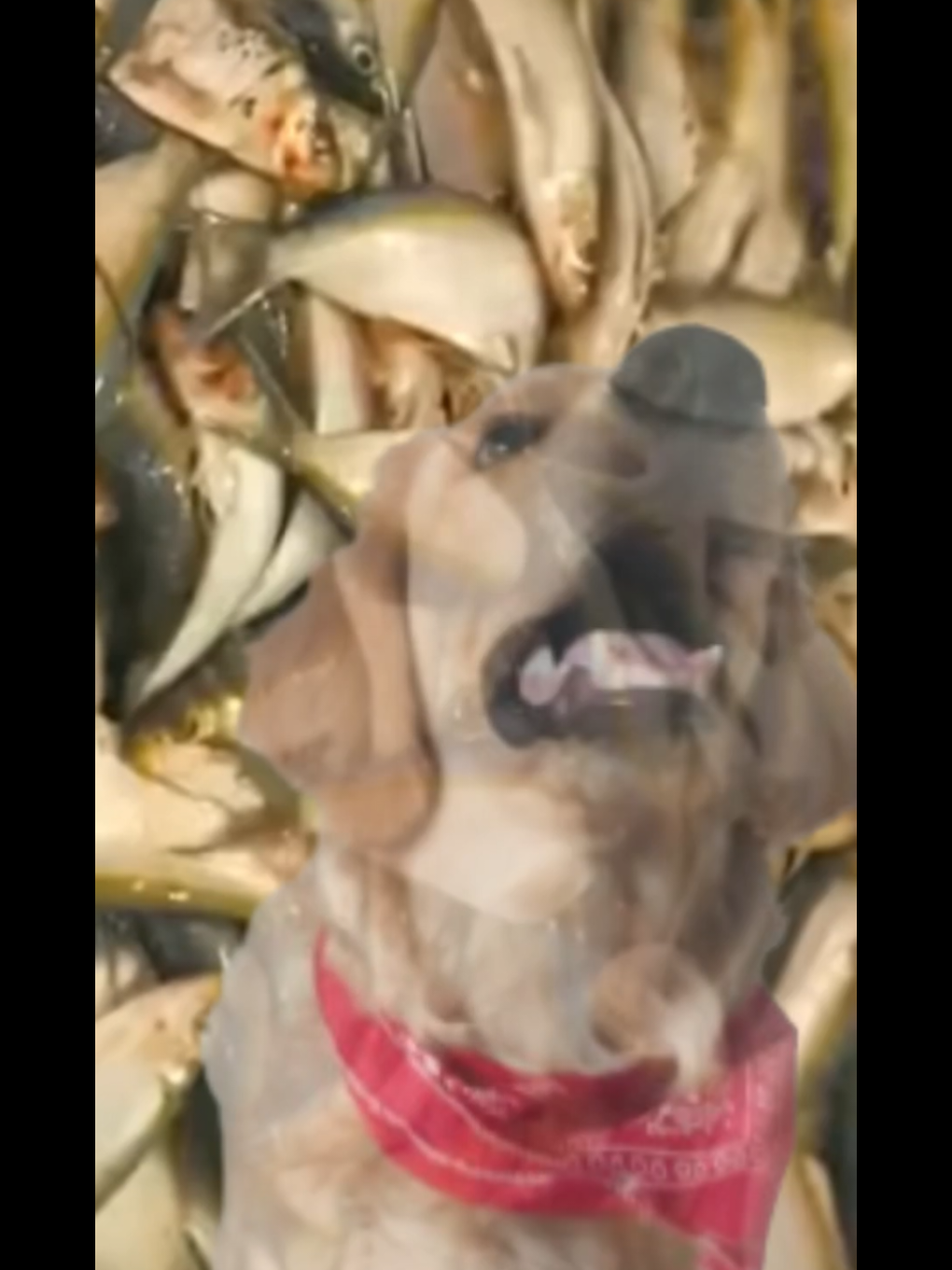 @Soy Milo 🐶