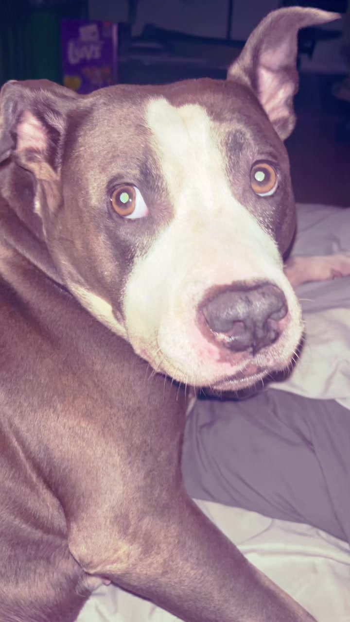 @yungvetcrankin