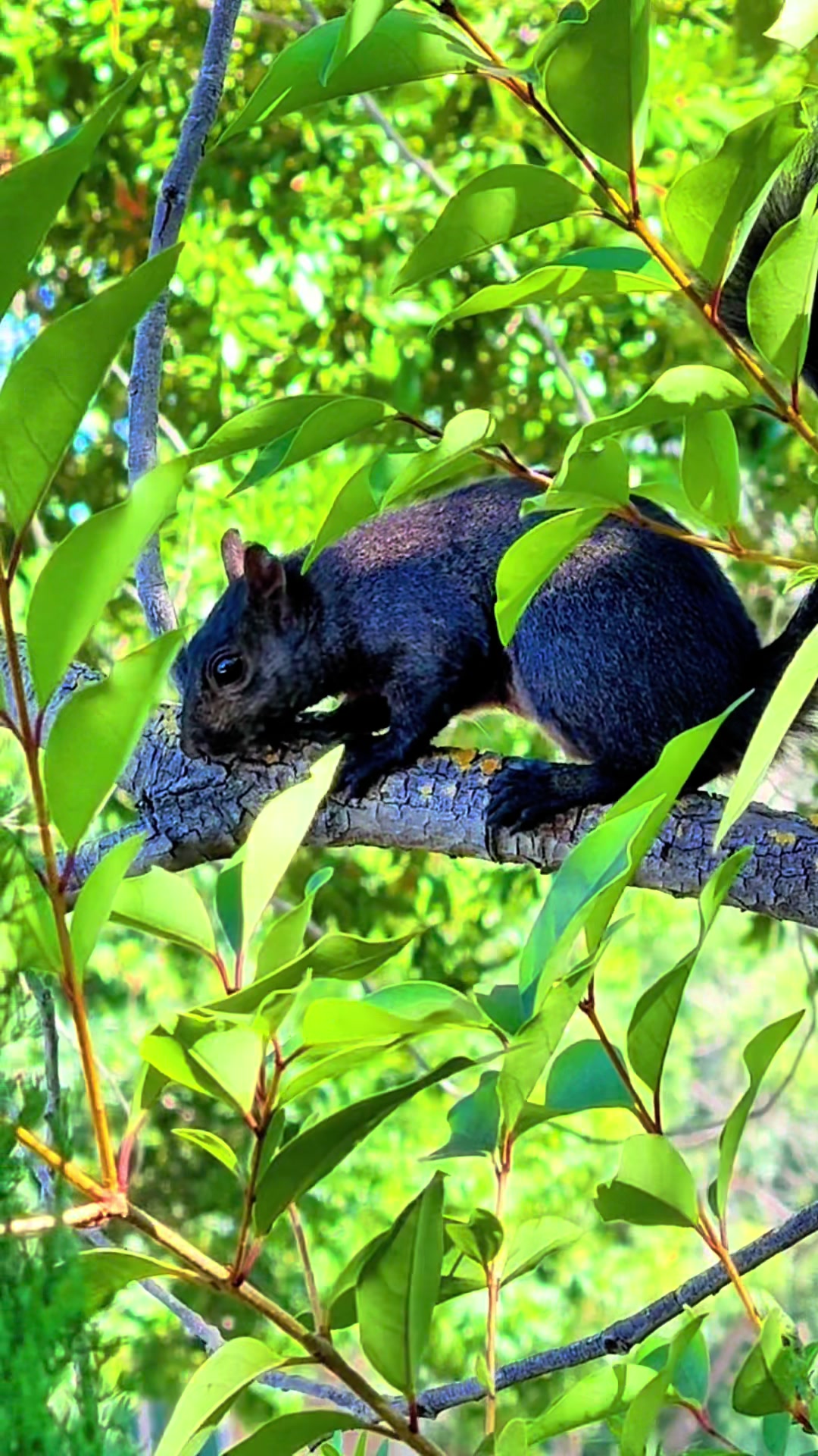 @DailyDoseOfSquirrels