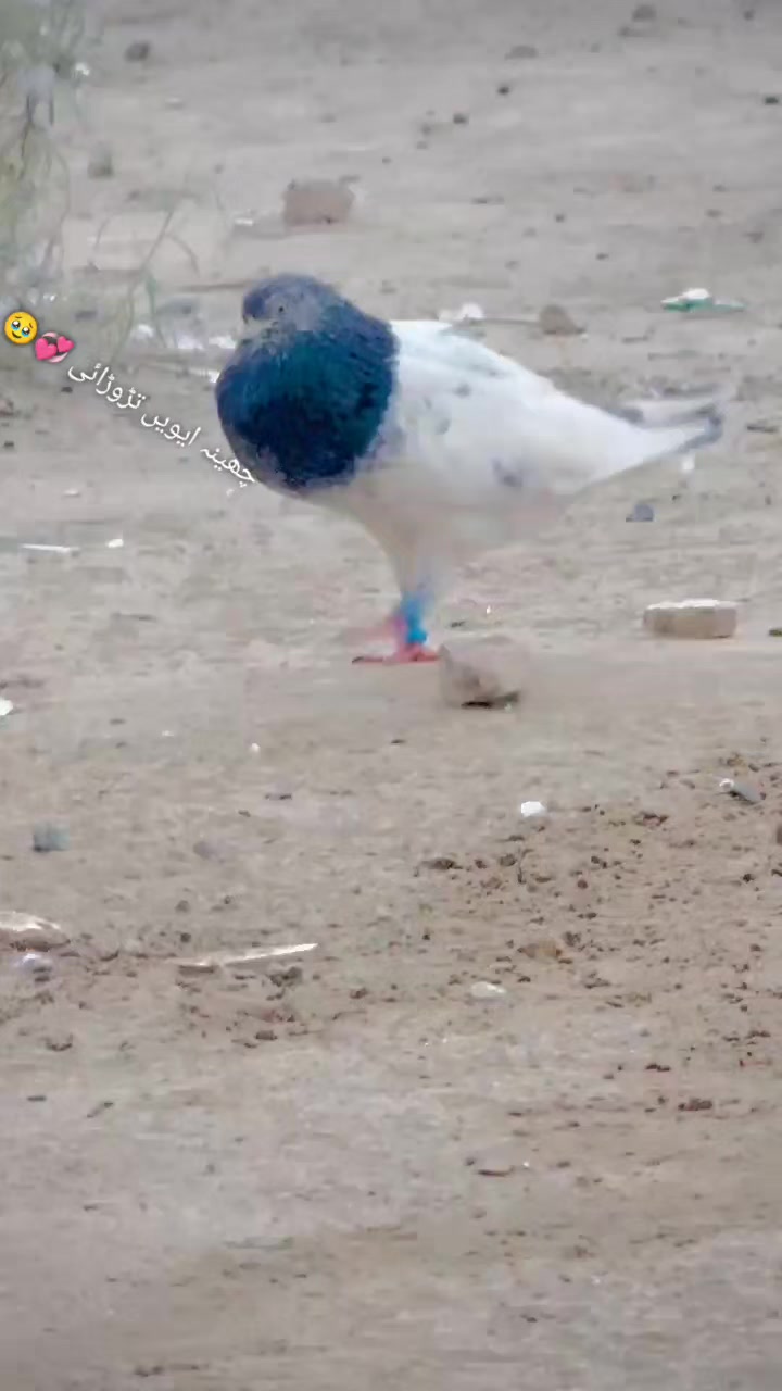 @عدیل رحمن لیہ وال کبوتر باز