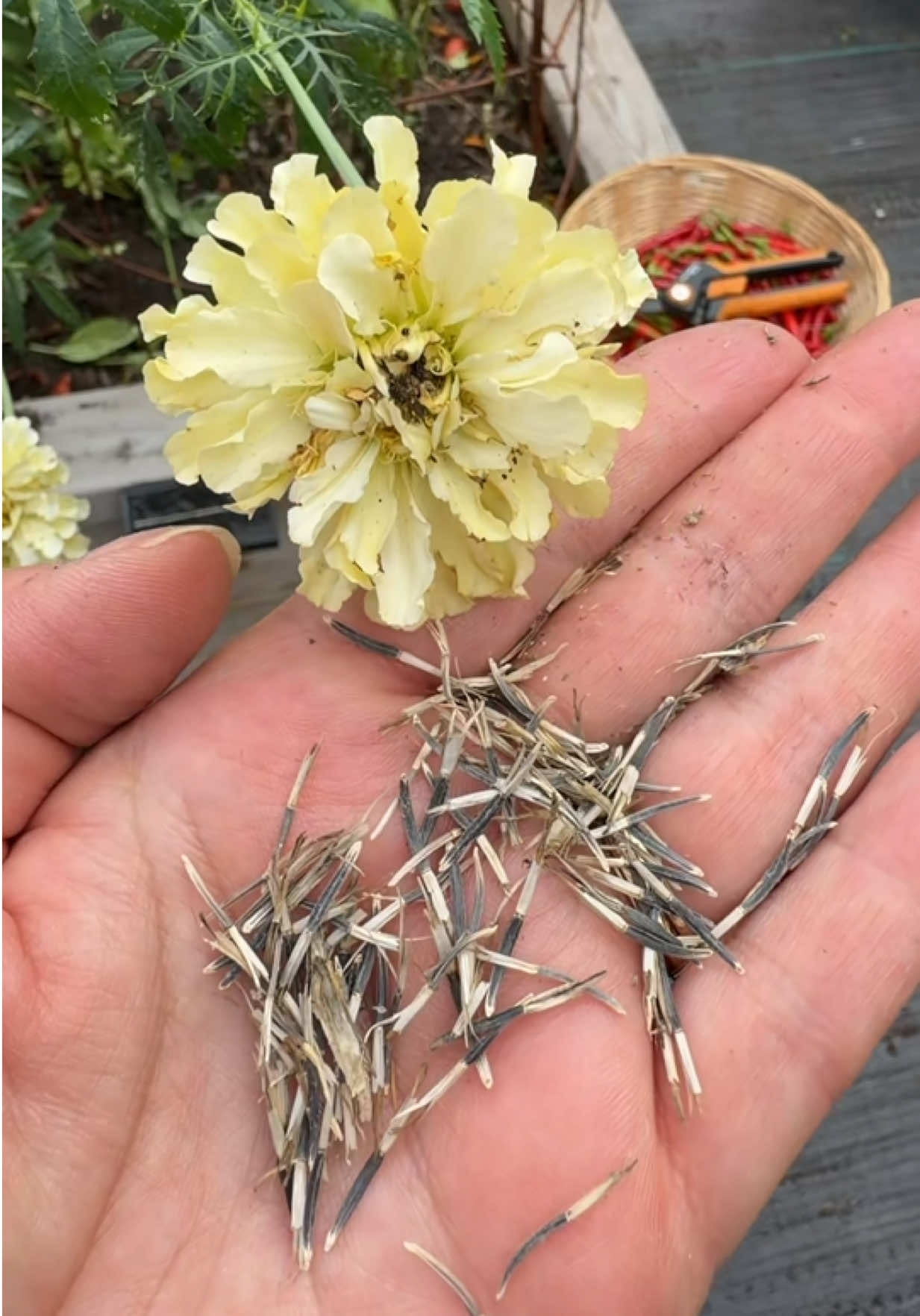 @beachflowersbake