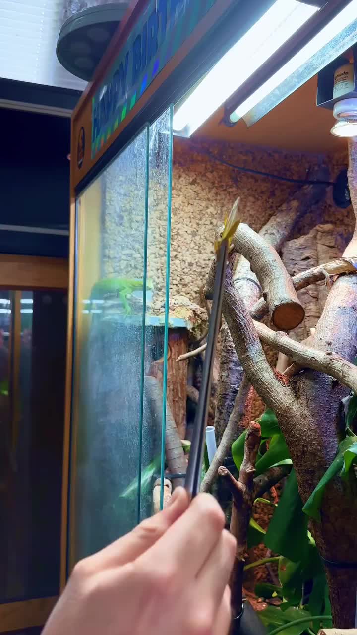 @Morph Reptiles