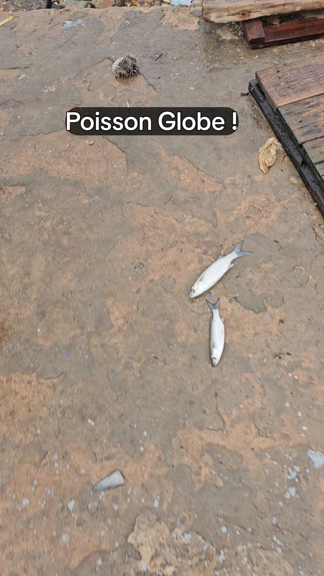 @Chasse Sous-Marine Bénin