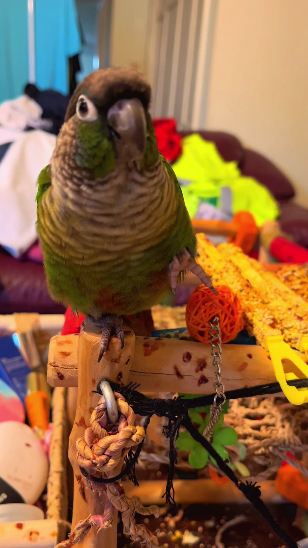 @Houdini 🦜🧚&zwj;♀️💕