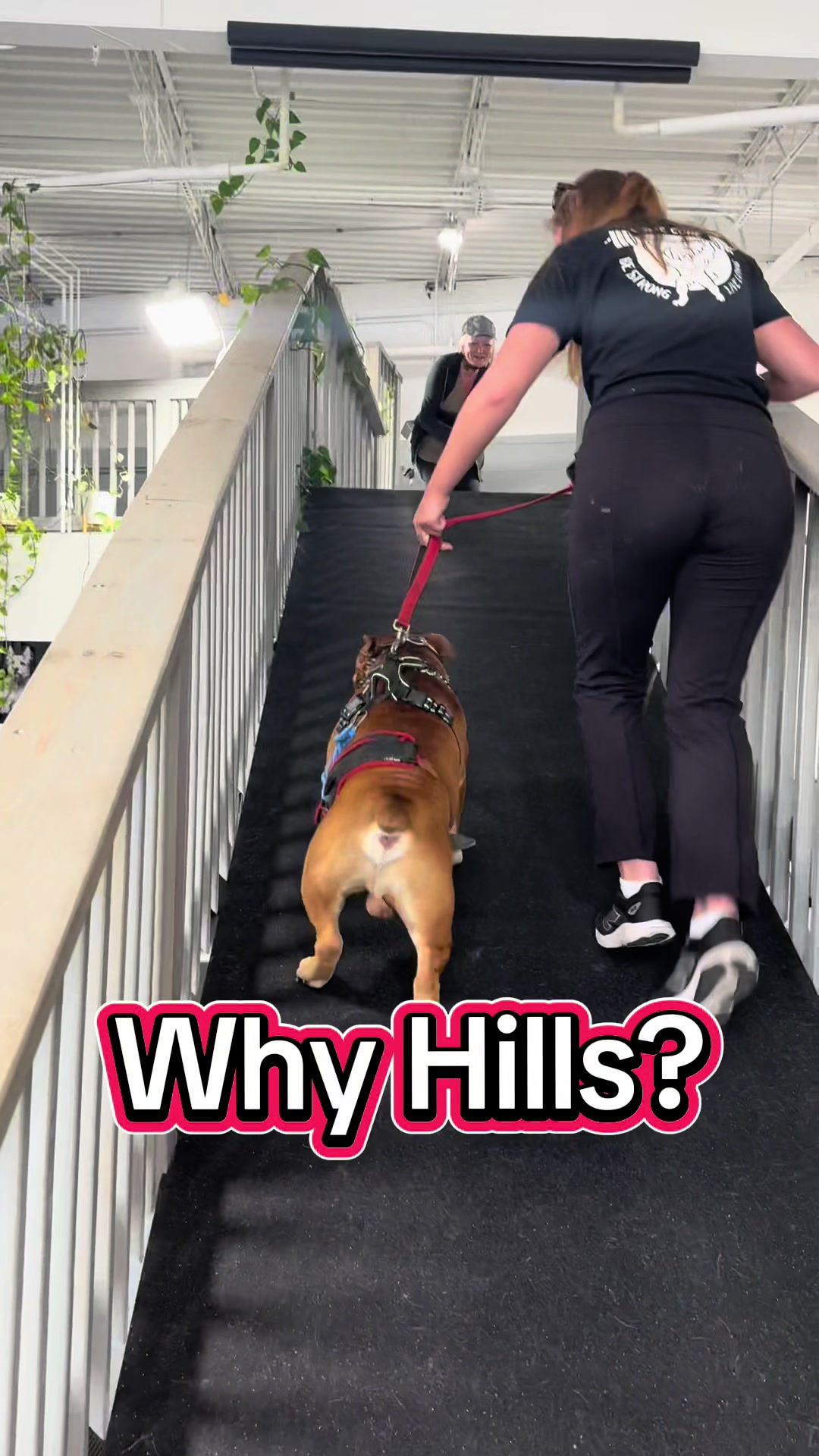 @ArfitDogRehabFitness