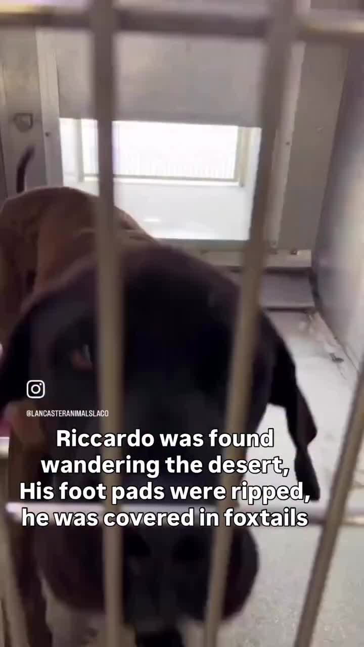@Saving Mastiffs