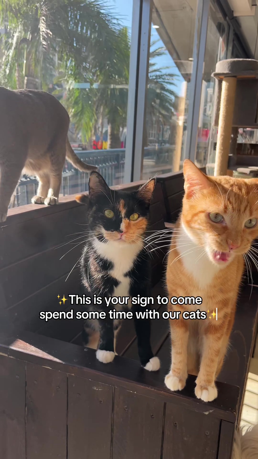 @crazycatcafe