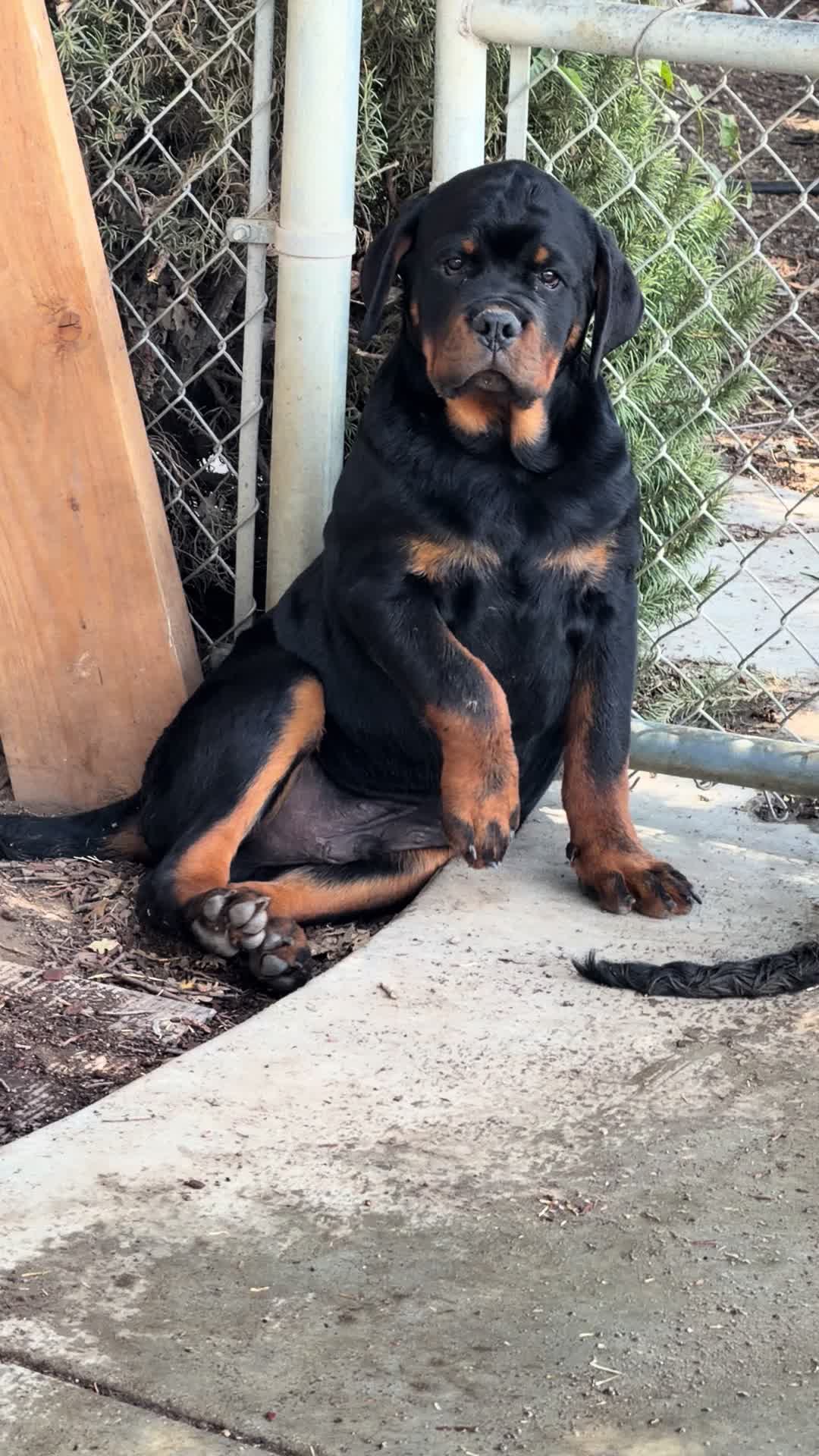 @✨VON DER MUÑOZ ROTT’S✨