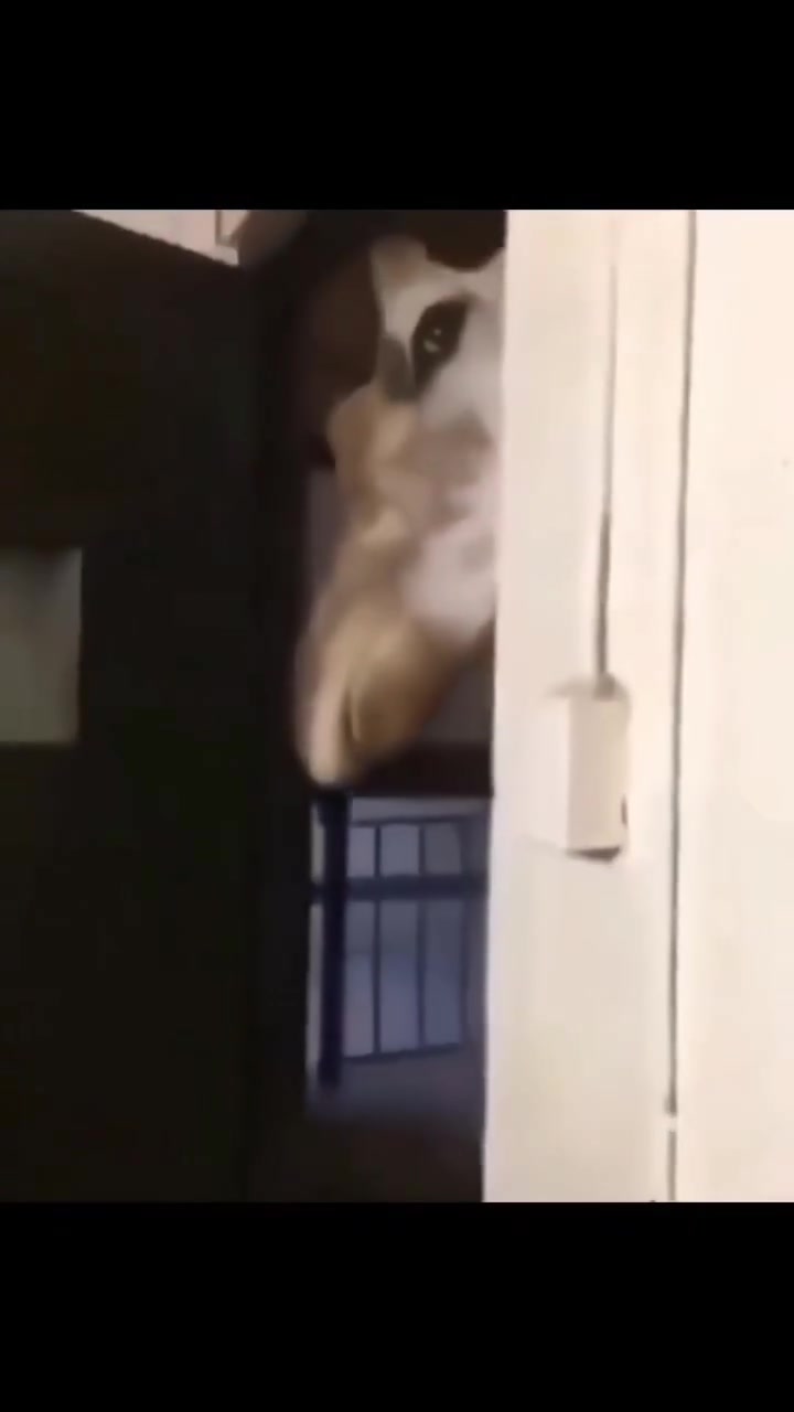 @Fenrir