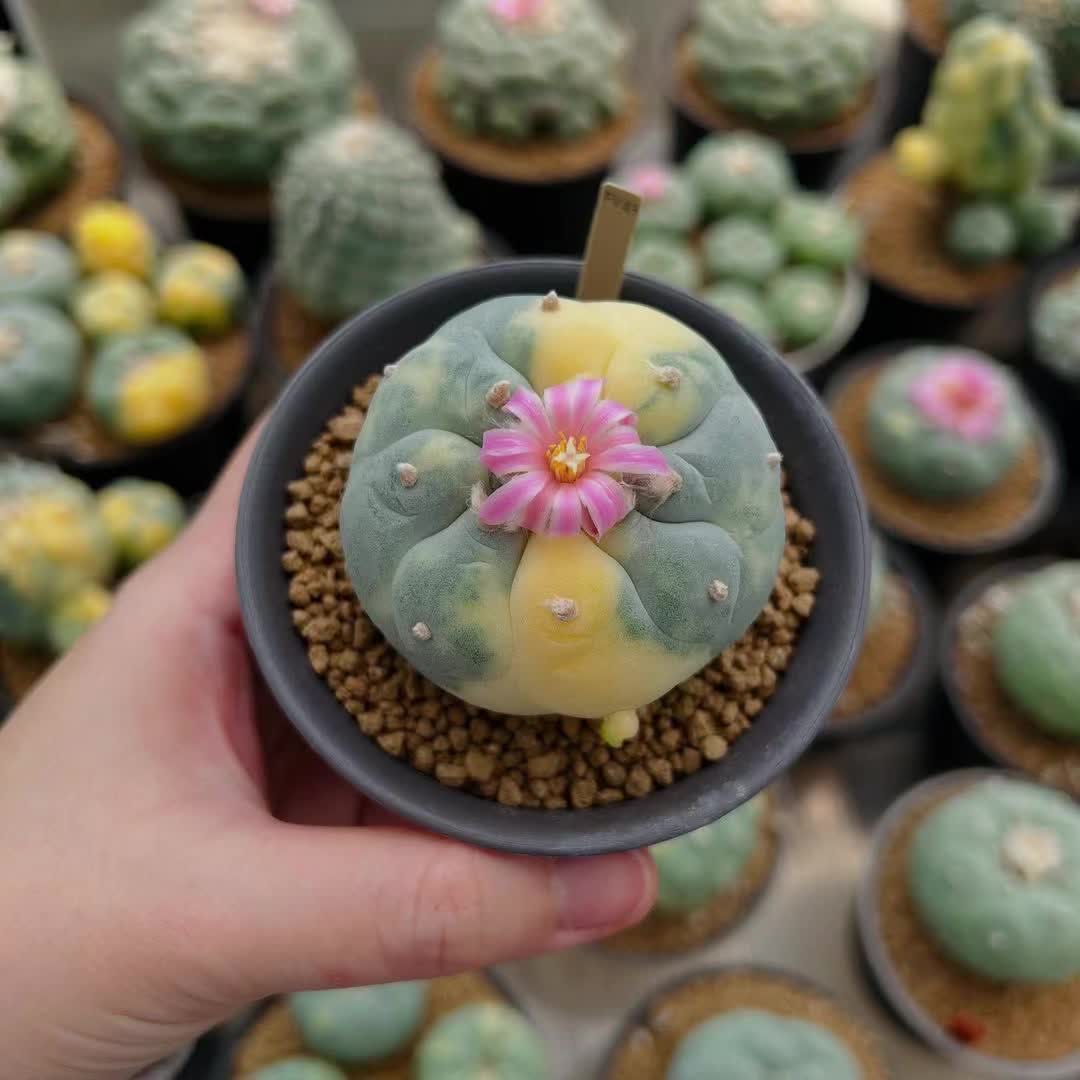 @Forest Lake Gardens