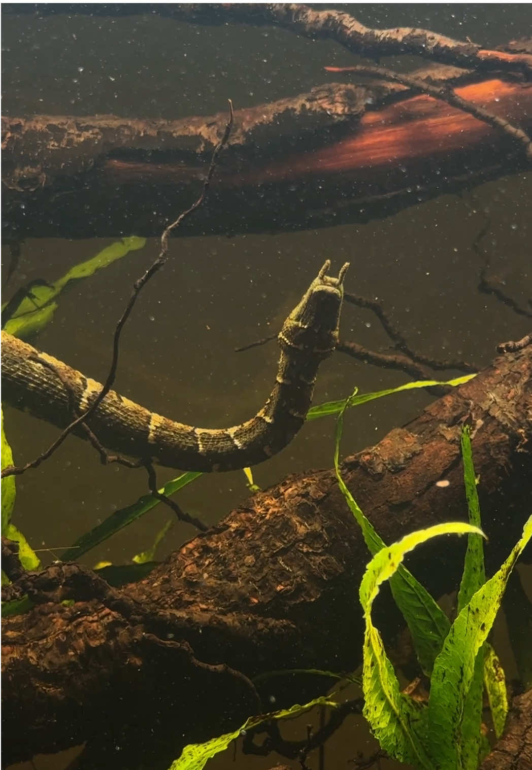 @HerpTime
