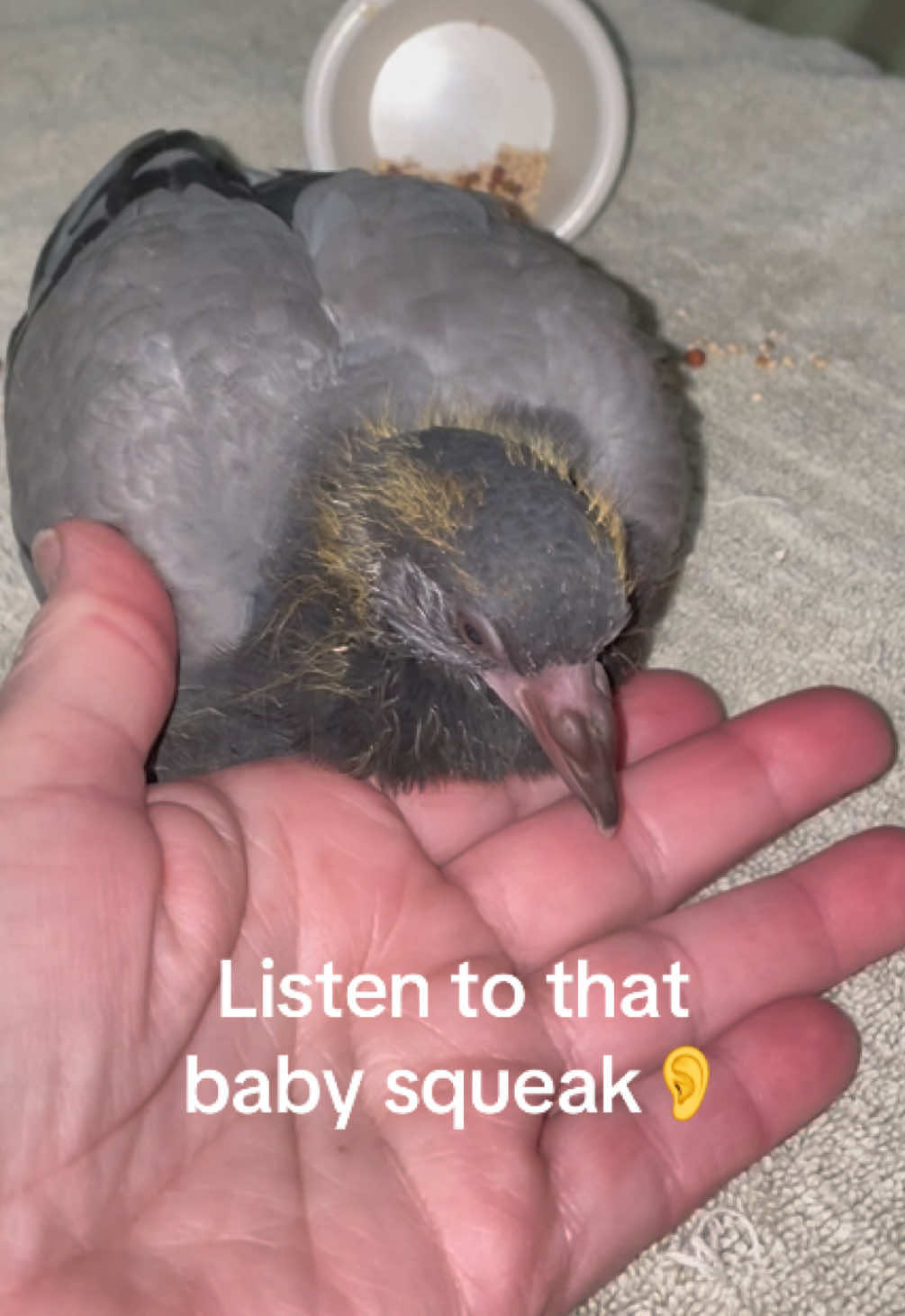 @Beebee The Pigeon