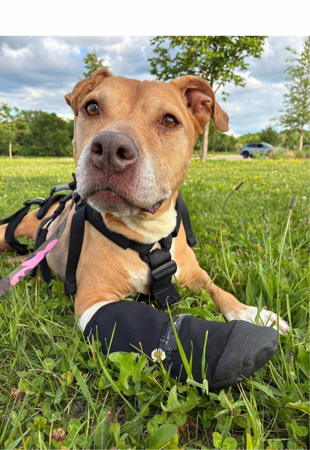 @sftsanimalrescue