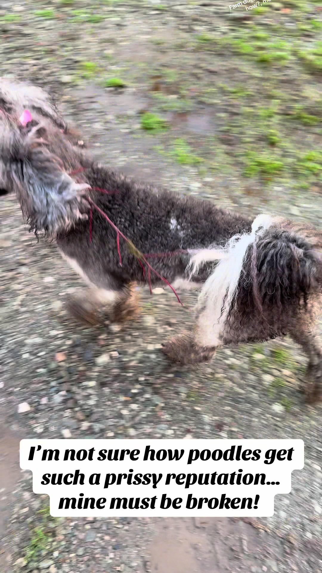 @Luxe The Adventure Poodle