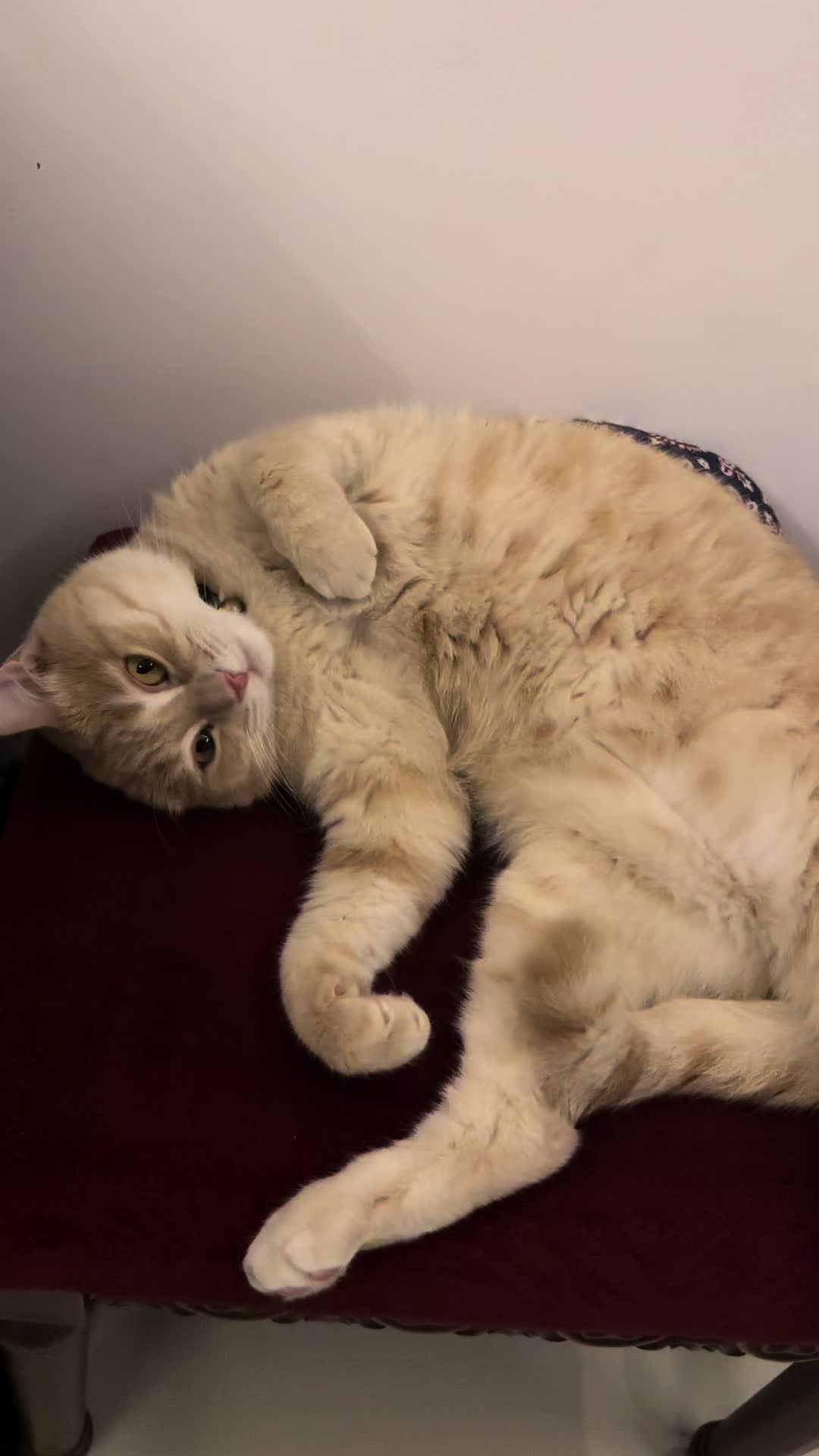 @Gandalf the Cat