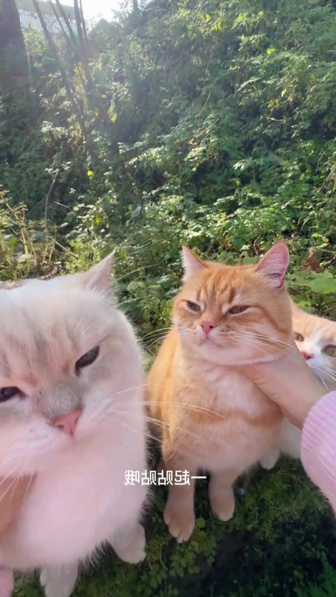 @Cute_kitten