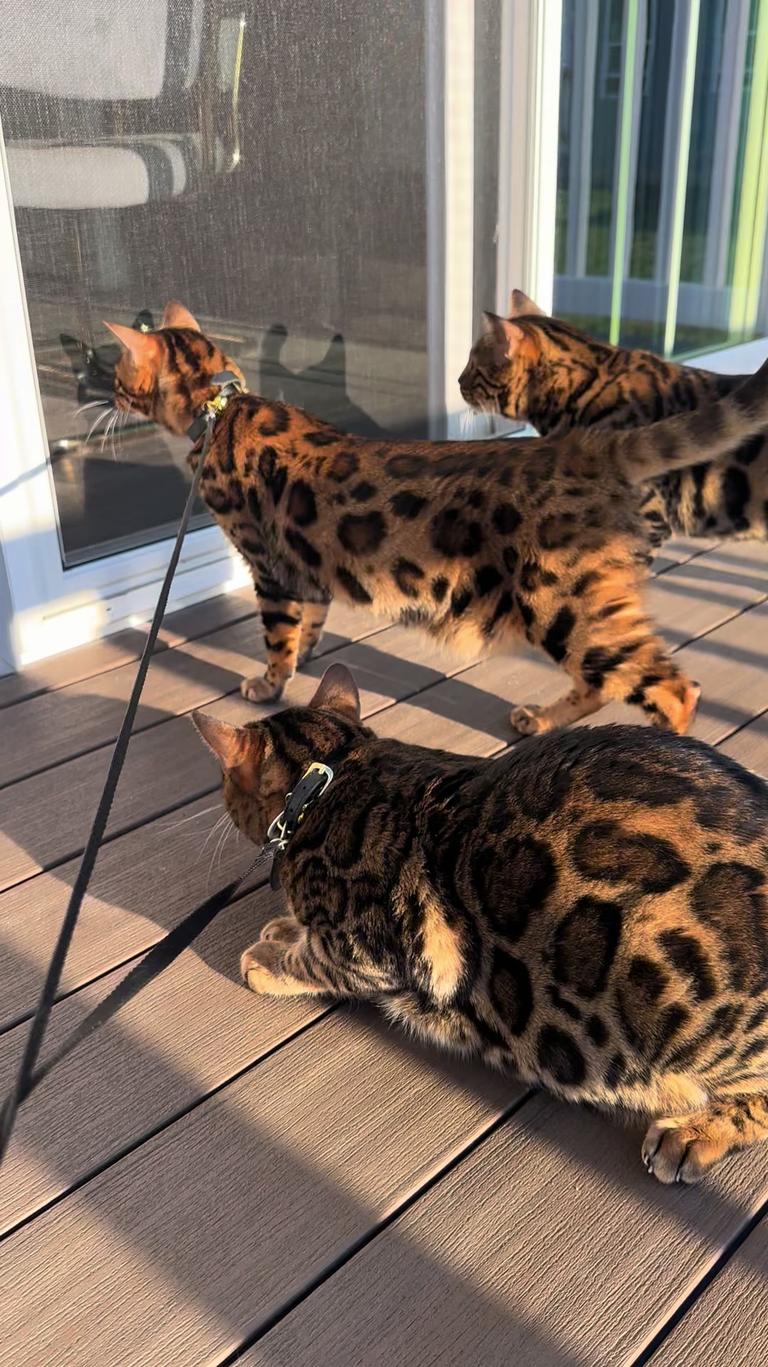 @Tiny Leopard Cats