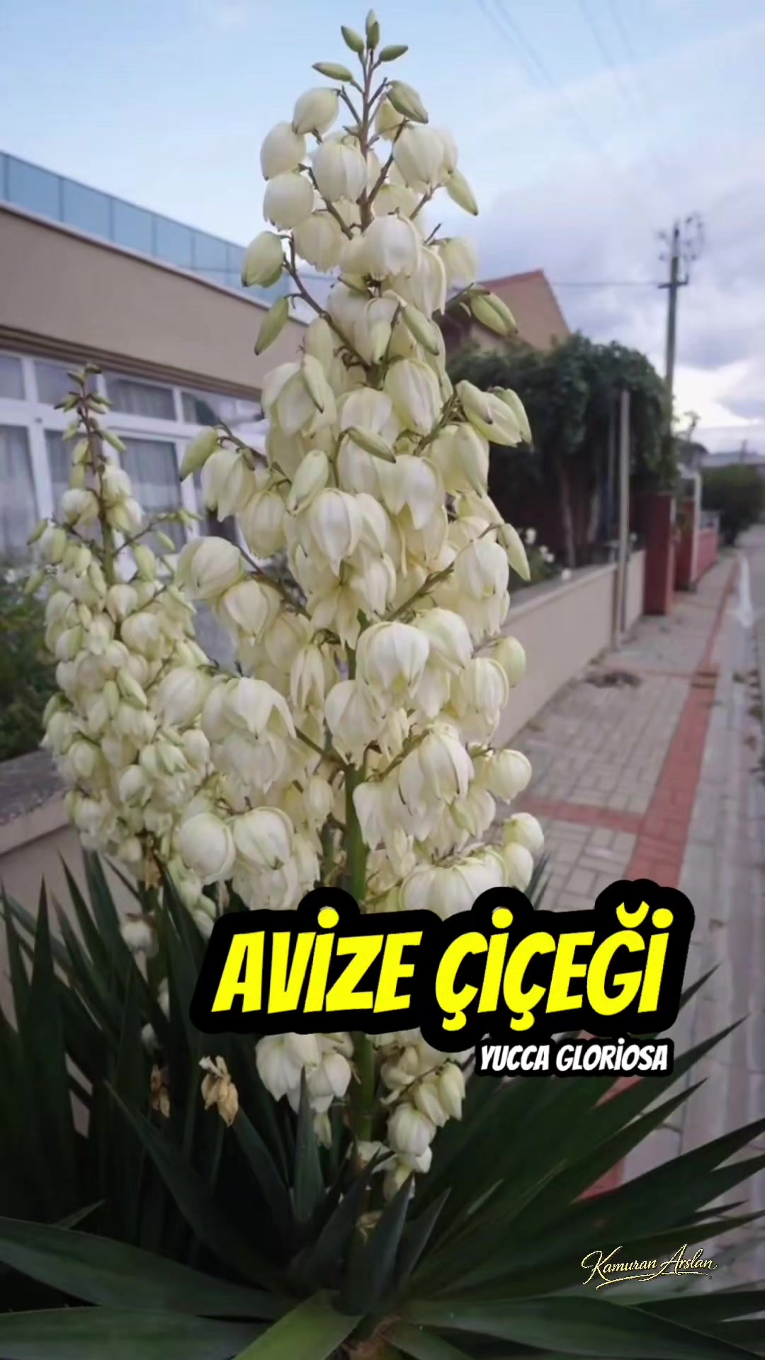 @Kamuran Arslan