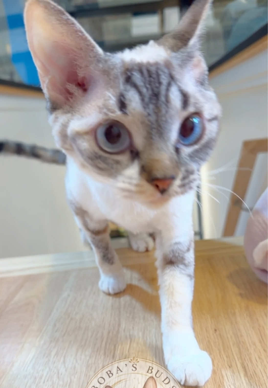 @Boba&rsquo;s Buds Minskin Cats