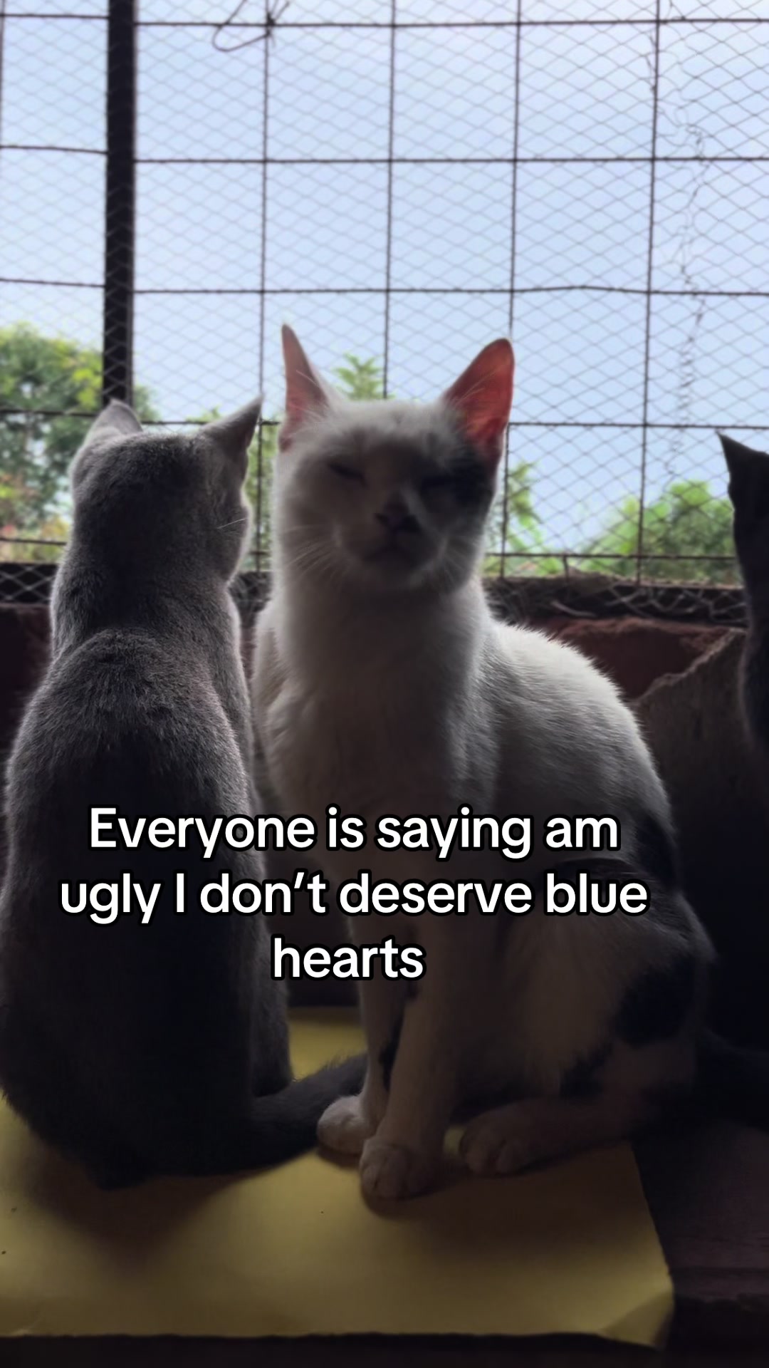 @D strays