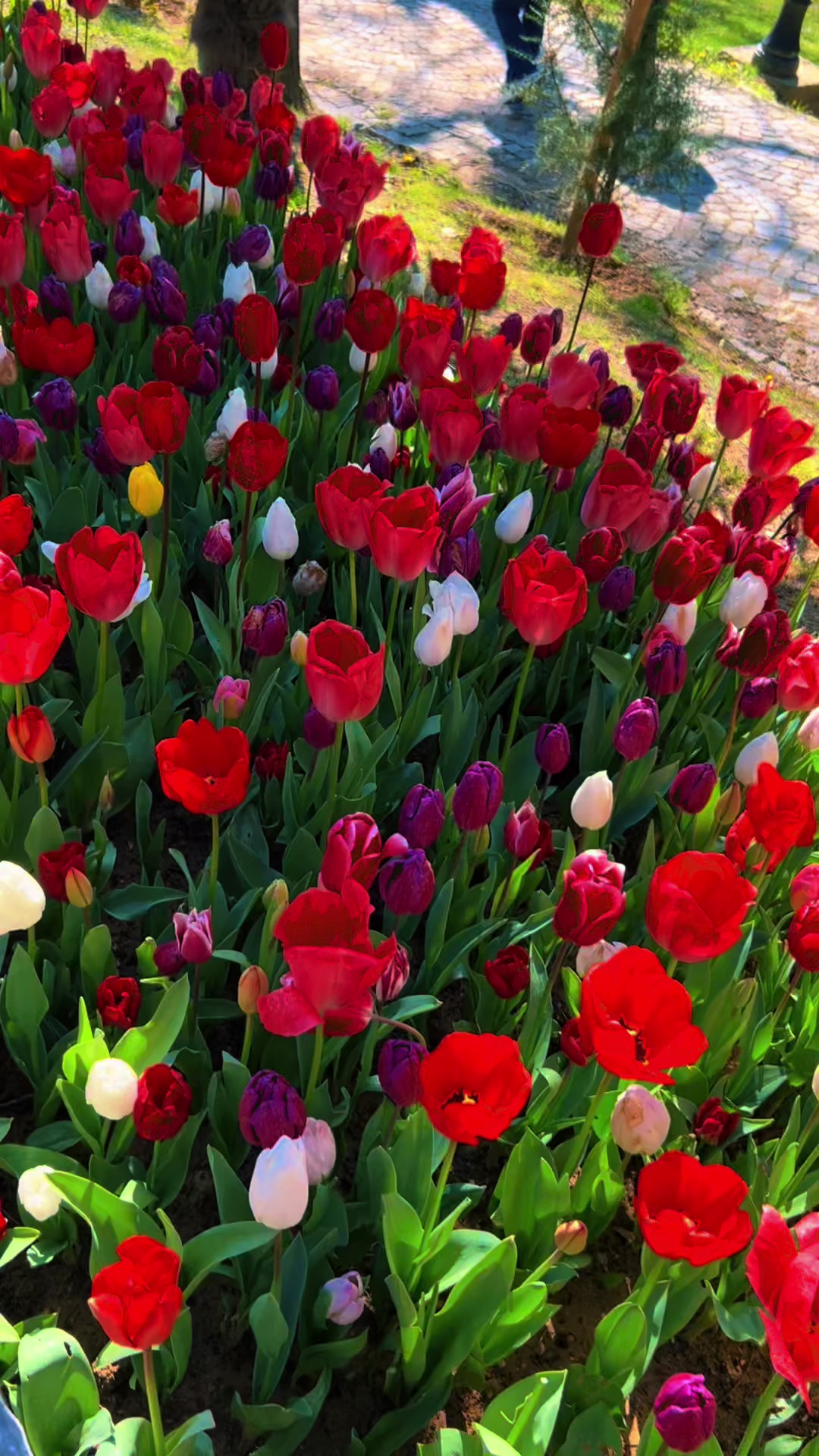 @Canina