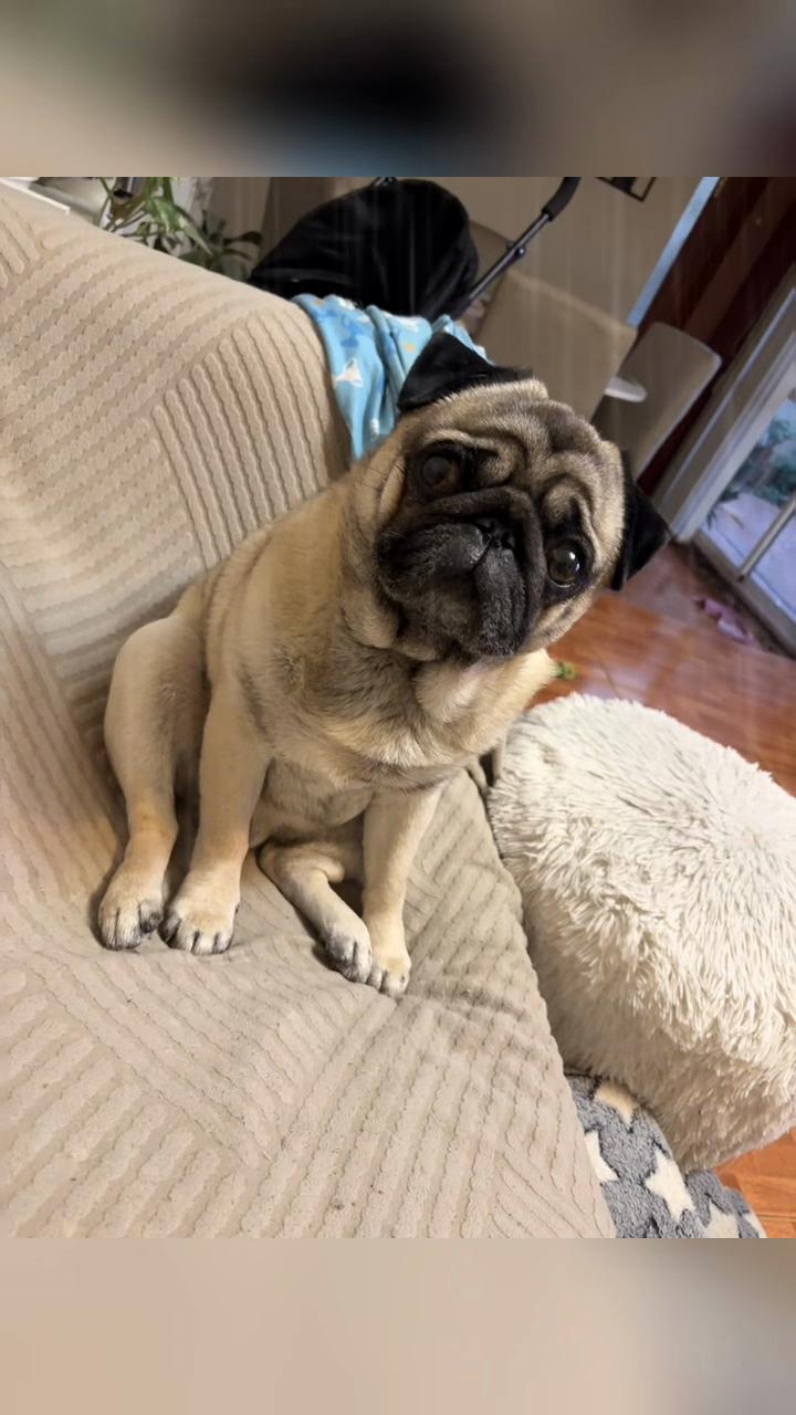 @Lolito pug carlino