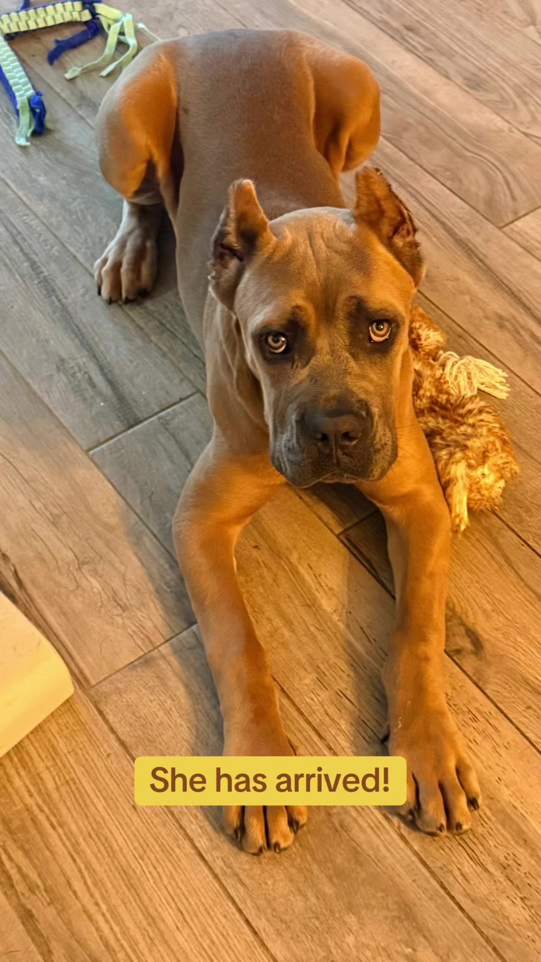 @AandMCaneCorsos