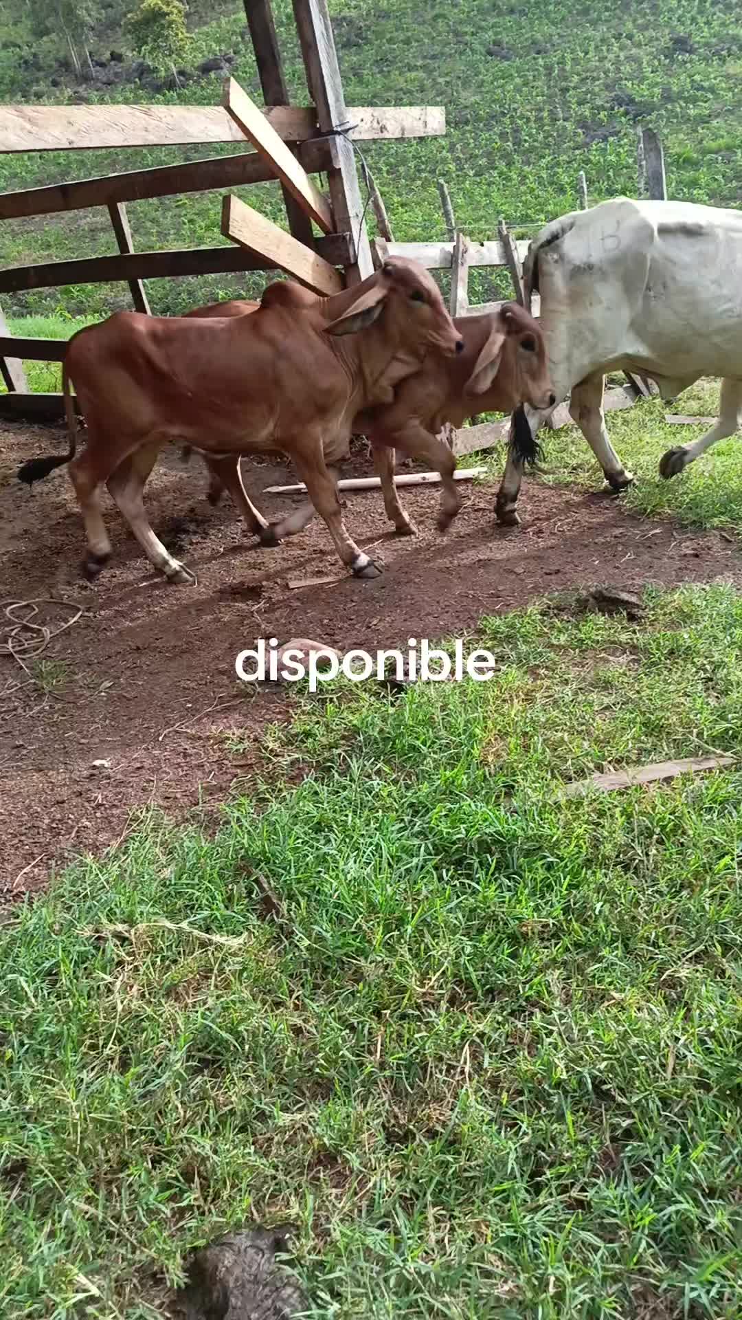 @maykel Mej&iacute;a