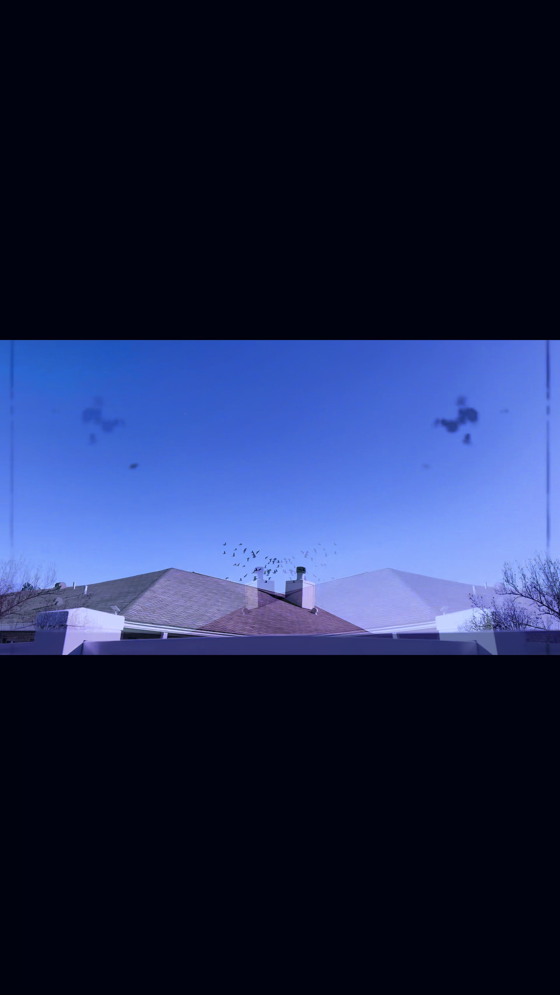 @Pigeons