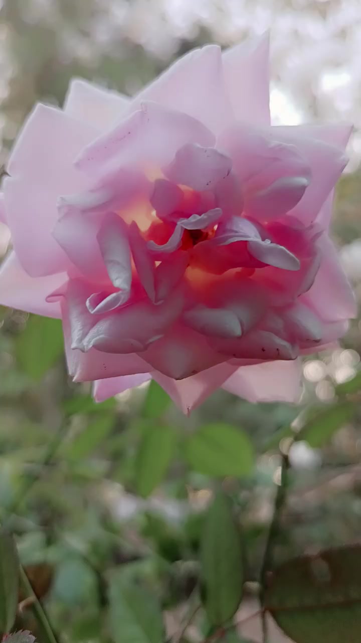 @~Rose~๐ท.
